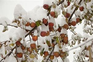 Image result for Summer Snow Apple Tree