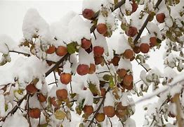 Image result for Top Quality Snow Apple
