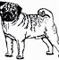 Image result for Pink Pug Puppy