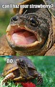 Image result for Turtle Stare Meme