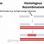 Image result for Recombination Definition Biology