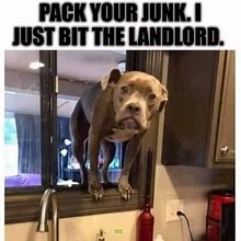 Image result for Dog Bit Landlord Meme