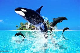 Image result for Whale Lock Screen Wallpaper