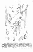 Image result for Simple Line Drawing Botanical