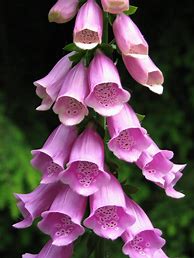 Image result for Common Foxglove