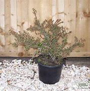 Image result for Cotoneaster hor. Variegatus