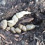 Image result for Bobcat Poop