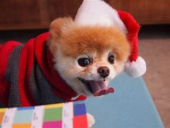 Image result for Cutest Dog On Earth