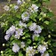 Image result for Clematis Jackmanii Purple Flowering