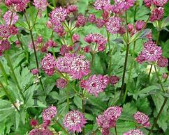 Image result for Astrantia major Lars