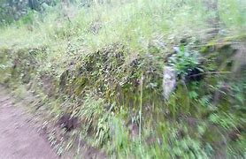 Image result for almilpa