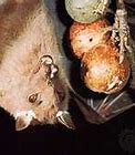 Image result for Pet Fruit Bat