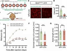 Image result for ipRGC Cone-Rod