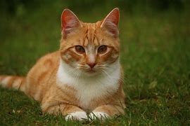 Image result for Pictures of Cats