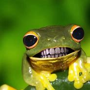 Image result for Funny Frog Photos