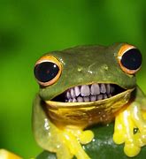 Image result for Crazy Frog Meme Face Photo Printable