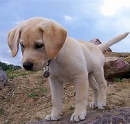 Image result for Lab Dog Puppies