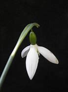Image result for Galanthus Jessica