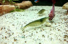 Image result for Amano Shrimp Betta