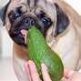 Image result for Avocado Dog