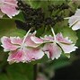 Image result for Hydrangea macrophylla Koria