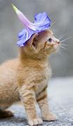 Image result for Cat with Flower On Head Meme