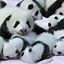 Image result for Beautiful Baby Pandas