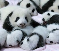 Image result for Panda Bear and Baby Desktop Wallpapers