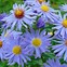 Image result for Aster dumosus Dasfour