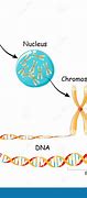 Image result for DNA Gene Chromosome Cell