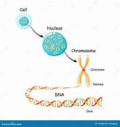 Image result for Genome vs DNA