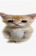 Image result for Tiny Cat Standing Meme