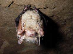 Image result for Arkansas Bats Species