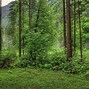 Image result for forest background