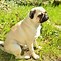 Image result for Pug Tail Mite Micke