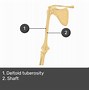 Image result for Humerus and Ulna Bone