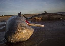 Image result for Whale About to Explode