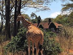 Image result for Giraffe Centre Kenya