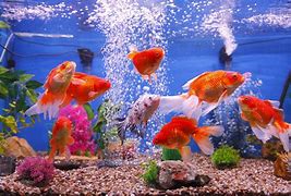 Image result for Goldfish Aquarium Fish