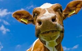 Image result for iPhone 8 Case Animal Cow