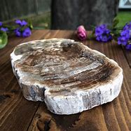 Image result for Petrified Wood Slab