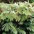 Image result for Fatsia Spiders Web