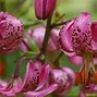 Image result for Lilium martagon