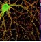 Image result for Universe Looks Like Brain