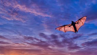 Image result for Bats Flying Away
