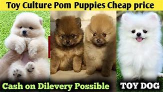 Image result for Toy Culture Dog