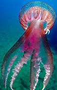 Image result for Antarctic Sea Monster