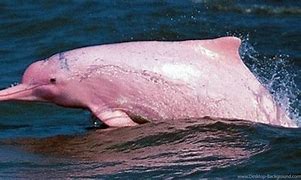 Image result for Giant Otter Pink River Dolphin
