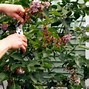 Image result for Curling Leaves On Lilac Bush