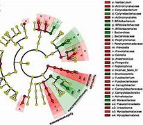 Image result for Genital Human Papillomavirus